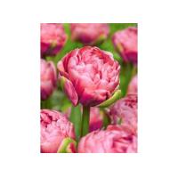 ราคา 1 หัว Tulip Flower Bulbs ทิวลิป ดอกไม้สื่อถึง ความหลงใหล ความซื่อสัตย์ การขอโทษ ปลูกในโหลแก้วได้ สายพันธุ์ RENOWN UNIQUE สีแดง (20811455863)