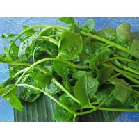 ราคา เมล็ดพันธุ์ เมล็ดผักปรัง ผักปลัง ผักปัง ผักปลังเขียว 300 เมล็ด 10 แถม 1 คละได้ (8764525667)