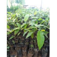 ราคา ต้นพันธุ์ ยางนา ไม้ยืนต้น ไม้ป่า ไม้เศรษฐกิจ ต้นพันธุ์ สูง 25 30 ซม จำนวน 10 ต้น (787208864)