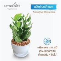 ราคา ต้นไม้พร้อมปลูก กระถางดินเผาสีขาวพร้อมจานรอง ไม้มงคล ไม้ฟอกอากาศ แถมฟรีหินตกแต่ง ต้นไม้ (21284434932)