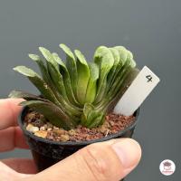 ราคา Haworthia Truncata Lime Green ฮาโวเทีย ไม้อวบน้ำ กุหลาบหิน cactus succulentหลากหลายสายพันธุ์ (7172144309)