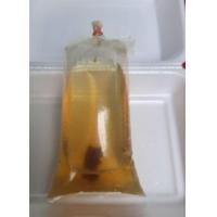 ราคา ไรแดง สายพันธุ์มาโคโครปา Macorcopa ไรแดงพ่อแม่พันธุ์ (20187084462)