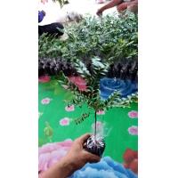 ราคา ต้นล่ำซำเล็ก 1ชุดมี10ต้น (14827574508)