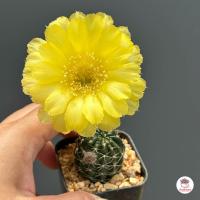 ราคา โลบิเวีย Lobivia แคคตัส กระบองเพชร cactus succulent (20658319765)