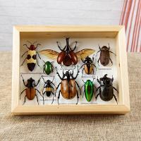 ราคา กรอบรูปแมลงสต๊าฟ กรอบรูปแมลงต่างๆ แมงป่อง แมงมุมสต๊าฟ กรอบรูปไม้ติดผนัง กรอบรูปผีเสื้อสต๊าฟ เพื่อการเรียนรู้ กรอบตกแต่งบ้าน (21016450600)