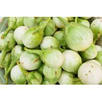 ราคา ต้นพันธุ์ มะเขือเปราะ มะเขือเจ้าพระยา ถุงดำ 29 บาท (5770342245)