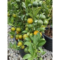 ราคา ต้นส้มจี๊ด ส้มมังกรทอง ในกระถาง12นิ้ว (16477339670)