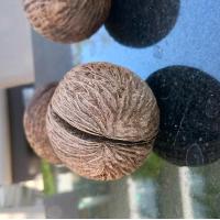 ราคา ลูกต้นตีนเป็ดน้ำแบบแห้ง ใช้ประดับและตกแต่ง เพื่อความสวยงาม (18215104267)