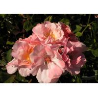 ราคา 12 Climber Roses Seeds เมล็ดกุหลาบ ต้นไม้ประดับบ้าน กุหลาบเลื้อย สายพันธุ์ Clair Matin ดอกสีชมพู (20649423397)