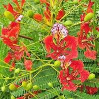 ราคา 30 เมล็ด ดอกนกยูงฝรั่ง ชมพอหลวง ส้มพอหลวง หงอนยูง อินทรี Flambuoyant tree Seeds ดอกสีแดง (21282301692)