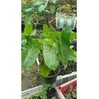 ราคา ฟิโลเขียว ฟิโลเดรนดรอน กระถาง 5 นิ้ว 89 บาท (9600054077)