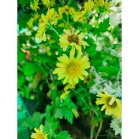 ราคา เมล็ด เก็กฮวยสีเหลืองสรรคุณมากมาย ปลูกไว้ติดบ้าน ทำชาปลอดสารพิษทานเองมีประโยขน์มากมายซองละ 29 บาท (17158320930)