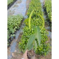 ราคา ต้นอโศกอินเดีย 1ชุดมี10ต้น (14629306092)