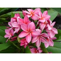 ราคา ต้นลีลาวดี ลีลาวดีสีชมพู แกรนนี่โรรองค์ ต้นลีลาวดีแคระ Plumeria ลีลาวดีสีชมพู ดอกสีชมพูหวาน กลิ่นดอกหอมอ่อนๆต้นเตี้ย ความสูงไม่เกิน 60 ซม ออกดอกทุกต้น ส่งพร้อมกระถาง 10 นิ้ว ต้นไม้แข็งแรงรากเยอะทุกต้น