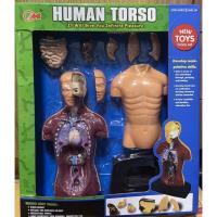 ราคา โมเดลร่างกาย Human Torso โมเดลส่วนประกอบร่างกาย (20413768706)