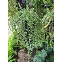 ราคา ต้นเดฟ หัวใจล้านดวง หัวใจล้านดวงด่าง Dischidia ruscifolia million hearts variegated เป็นไม้เลื้อยขนาดเล็กประเภทเดียวกันกับต้นเดป มีถิ่นกำเนิดอยู่ในประเทศฟิลิปปินส์ ได้มีการนำเข้ามาปลูกใน กระถาง 4นิ้ง 