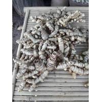 ราคา ว่านมหากำลัง 3 เหง้าใหญ่ๆ สดๆ ปลูกได้ ทานได้ (7748409824)