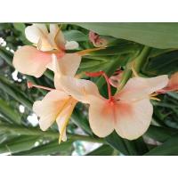 ราคา 1 เหง้า ว่านมหาหงส์ สเลเต Hedychium coronarium ดอกสีส้ม ดอกหอมมาก เหง้าบดผสมน้ำผึ้งใช้เป็นยาแก้กระษัย น้ำคั้นทาแก้ฟกช้ำ เชื่อว่าเป็นไม้มงคลทางเมตตามหานิยม ชาวไทใหญ่นิยมใช้ดอกมหาหงส์บูชาพระ (2098741306