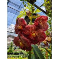 ราคา ต้นกล้วยไม้ แวนด้า สีน้ำตาล จัดส่งสินค้าตามรูปพร้อมกระถาง3นิ้ว เป็นกล้วยไม้แวนด้าใบแบน มีลักษณะใบซ้อนเรียงสลับกัน ช่อดอกตั้งและยาวประมาณ 50 เซนติเมตร ช่อหนึ่งมี 13 15 ดอก ดอกสีน้ำตาล (17675345916)