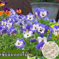 ราคา พร้อมส่ง เมล็ดพันธุ์ดอกไม้ Xiajin ที่ปลูกในประเทศไทยได้ง่าย 100 เมล็ดดอกไม้ Xiajin สดบรรจุ 100 เมล็ดดอกไม้สำหรับปลูกและสวน เมล็ดพันธุ์ดอกไม้ที่หายากบอนไซเมล็ดบอนไซต้นไม้มงคลบอนไซเมล็ดดอกไม้ไม้ประดับพ 