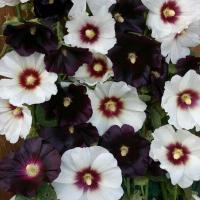 ราคา 30 เมล็ด เมล็ดดอกไม้ ฮอลลี่ฮ็อค ฉัตรทอง Hollyhock Seeds สายพันธุ์ Night and Day (21276761542)