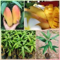 ราคา ต้นมะม่วงมหาชนก มะม่วงพันธุ์ไทย เป็นมะม่วงที่มีจุดเด่นคือ มีผลขนาดใหญ่ รูปทรงยาว เปลือกหนามีรสชาติที่อร่อย สีสันที่แปลกตา เป็นพันธุ์ที่ติดผลง่าย ผลดกเต็มต้น ขนาดต้น 60 80 cm ต้นพันธุ์เสียบยอด พร้อมปลู