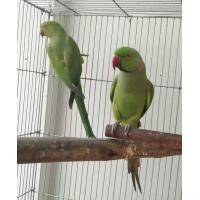 ราคา สินค้าพรีออเดอร์มีจำกัด ไข่เชื้อนกแก้วริงเน็ค สีเขียว รับประกันการจัดส่งทุกกล่อง (19609925547)