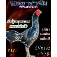 ราคา ไข่ไก่ชน สายส มีสุวรรณ100 เจ้าเยียร์สุวรรณ (21064397445)