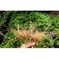 ราคา ตำแยแมว กัญชาแมว สมุนไพรแมว เมล็ดตำแยแมว ยาแมว ต้นไม้แมว ปลอดสารพิษ (17208167604)