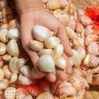 ราคา กระเทียมจีนกลีบ คัดพิเศษ สดใหม่ ขนาดครึ่งกิโล คุณภาพดี กระเทียมปิงปองแบบกลีบ กระเทียมจีนแกะกลีบ ขาว เนื้อแน่น (20767480663)