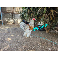 ราคา ไข่เชื้อ ไก่ยักษ์ บราม่า คละสีเกรดสวย จำนวน 3ฟอง ไข่สดใหม่ทุกวัน รับประกันไข่แตกจากการขนส่ง100 (21046671042)