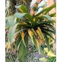 ราคา เอื้องช้างดำ กล้วยไม้เกาะไม้ยาว 6 นิ้ว ไม้กอ 1 3 ลำต้น กล้วยไม้ป่า จำนวน 1 ไม้ พฤกษา14กล้วยไม้ป่า (12685740055)