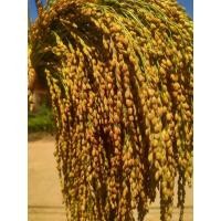 ราคา เมล็ดพันธุ์ข้าวเหนียวไก่น้อยลาว100กรัม หอมมากเหนียวนุ่มหนึบ เมล็ดพันธุ์ข้าวพื้นเมือง (16937597114)