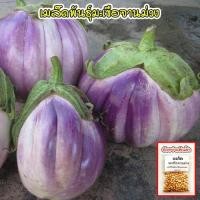 ราคา มะเขือเปราะจานสีม่วง มะเขือจานม่วง 40 100 เมล็ด เมล็ดพันธุ์ ปลูกง่าย 10 แถม 1 คละได้ (17800455197)
