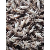 ราคา แมงสะดิ้งต้ม 500 กรัม (20562977102)