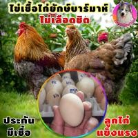 ราคา ไข่เชื้อ ไก่บราม่า คละสีเกรดสวย 3 ไก่ยักษ์ Brahma เก็บทุกวัน ไม่เลือดชิด สวยแข็งแรงพ่อแม่คัดพันธุ์มาดี โครงสร้างสายประกวด (15061056626)