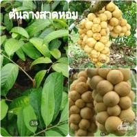 ราคา ต้นลางสาดหอม ลางสาด เสียบยอด พันธุ์แท้100 ผลดก ติดผลไว ต้นสูง60เซน 1ต้น (14691119345)