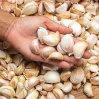 ราคา กระเทียมจีนกลีบ คัดพิเศษ สดใหม่ ขนาดครึ่งกิโล คุณภาพดี กระเทียมปิงปองแบบกลีบ กระเทียมจีนแกะกลีบ ขาว เนื้อแน่น (20767480664)