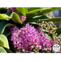 ราคา กล้วยไม้ ช้างชมพู ใส่ตะกร้าขนาด 4 นิ้ว ขนาด 3 4 คู่ใบ คู่ใบยาวสุด 5 นิ้ว ต้นแข็งแรง มีกลิ่นหอมพร้อมออกดอกปีหน้า ขุนเขาการ์เด้น (11085156533)