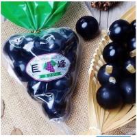 ราคา พร้อมส่ง Kyoho Jelly 11 ชิ้น เยลลี่องุ่น เคียวโฮ เยลลี่เนื้อเหนียวนุ่ม ทำจาองุ่นเคียวโฮแท้ จากญี่ปุ่น (20350350565)