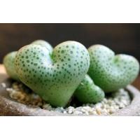 ราคา 10 เมล็ด Conophytum โคโนไฟตัม กระบองเพชร ไม้อวบน้ำ กุหลาบหิน แคคตัส สายพันธุ์ taylorianum ssp ernianum (20558132828)