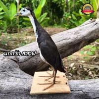 ราคา นกกวัก สตาฟ นกกวักแท้ (20416647856)