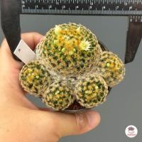 ราคา ขนนกเหลือง Mammillaria Schiedeana กระบองเพชร แคคตัส ไม้อวบน้ำ cactus succulent (5299928160)