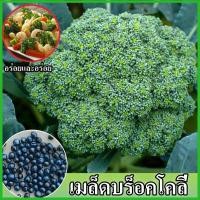 ราคา พร้อมส่ง เมล็ดบร็อคโคลี่สด 100 ปลูกง่ายแพ็ค 200 เมล็ดบร็อคโคลี่อินทรีย์เมล็ดกะหล่ำสีเขียวเมล็ดผักและผลไม้พันธุ์ผักกระถางเมล็ดพืชผักที่ให้ผลผลิตสูง (21101882628)
