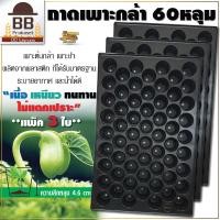 ราคา Bengala ถาดเพาะกล้า ถาดเพาะชำ ถาดเพาะเมล็ด ถาดเพาะต้นอ่อน ถาดเพาะต้นกล้า 60 หลุม หลุมกลม ลึก 4 6 ซม เบงกอล (16248195133)