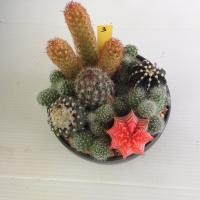 ราคา Mammillaria แมมมิลลาเรีย แคคตัส กระบองเพชร MA00 สวนถาด (21074261202)