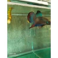 ราคา ปลากัดสายเลือดผสมสายกัดสงขลาเชื้อ40 50 (20713081293)