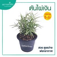 ราคา ต้นไผ่เงิน กระถางขนาด 5 นิ้ว แมวกินได้ หญ้าแมว ต้นไม้ (9646835054)