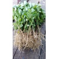 ราคา ตำแยแมว กัญชาแมว สมุนไพรแมว เมล็ดตำแยแมว ยาแมว ต้นไม้แมว ปลอดสารพิษ (17208167602)