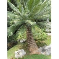 ราคา หน่อ ปรงชะเมา Cycas chamaoensis หายากมาก นานๆจะมาสักที มีจำนวนจำกัด เนื่องจากต้นโตช้ามาก (21008644519)